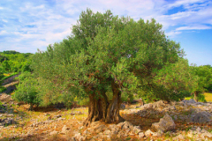 Olivenbaum Stamm - olive tree trunk 08
